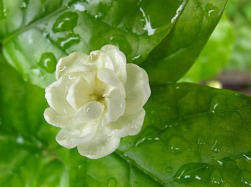 在我国,一般言茉莉即特指小花茉莉,素馨是大花茉莉,与小花茉莉同属不