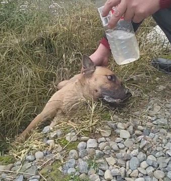 老土狗吃了老鼠药,奄奄一息之时流泪了!
