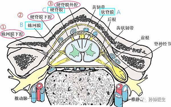 临床上,会有同学问我一些基础性的问题,比如:"腰椎麻醉(蛛网膜下腔