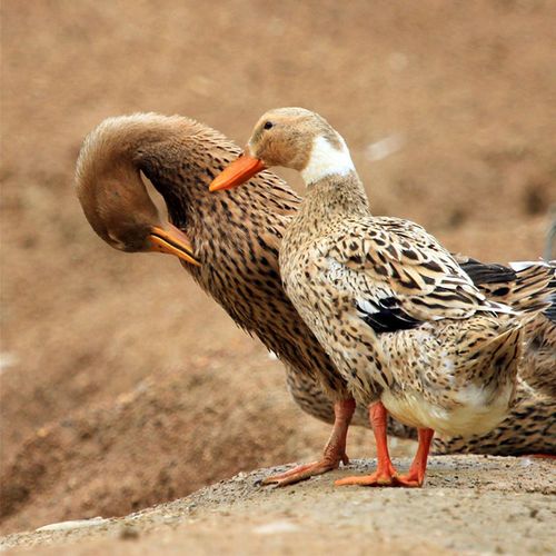 草鸭笨鸭现杀鲜肉新鲜肉老鸭麻鸭鸭子散养农村鸭肉