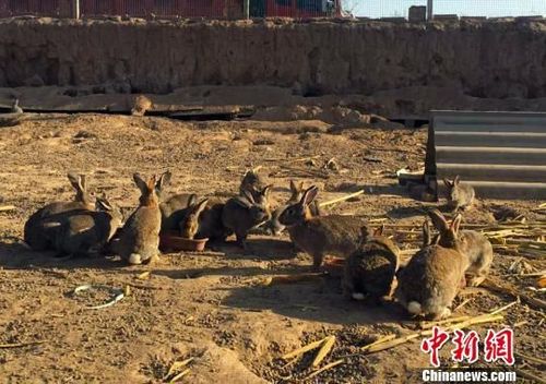 甘肃西峰"80后"返乡创业:小兔子"蹦"出致富路