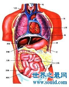 【图】最强揭秘——人体最大的器官是什么