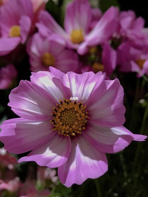 光影/花的姿态/波斯菊/格桑花_格桑花_家居家装_家居