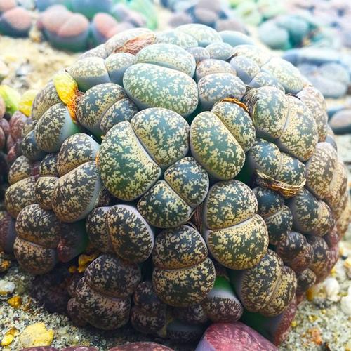 球型 生石花几十年的积累!