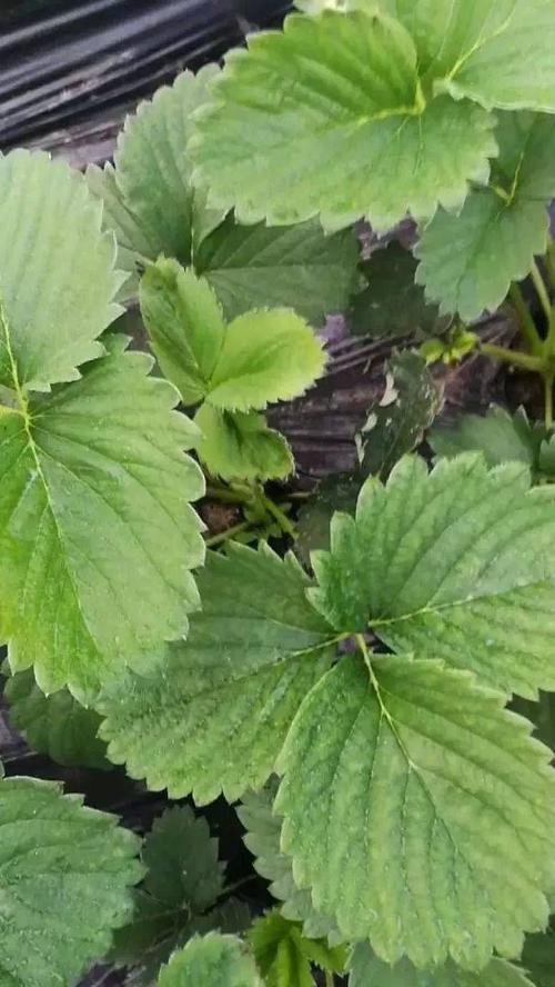 草莓红蜘蛛怎样才能及时发现?