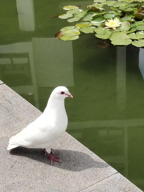 其它 和平使者——鸽子 写美篇蓝天飞来一群白鸽 鸽哨声声传千里 红红