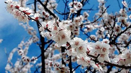 桃花,杏花,梨花