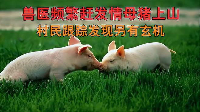 安徽男子把发情母猪赶上山,村民发现事有蹊跷,原因让人大跌眼镜
