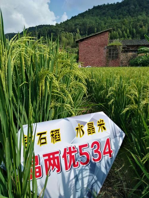 在这农民的丰收节里,说说我们钻石稻-晶两优534的那些事!