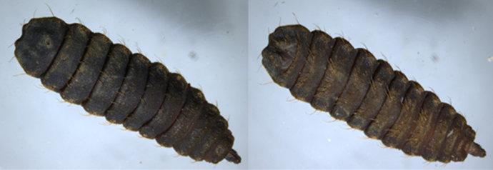 可能是:黑水虻的幼虫http://baike.baidu.com/view/3147271.htm