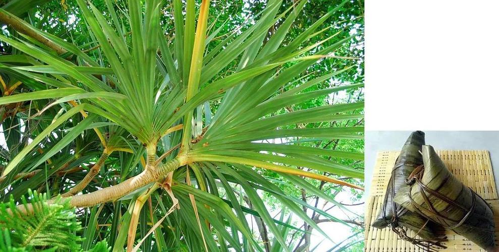 感受下~ 槲树叶 槲树,乔木,叶子还是比较