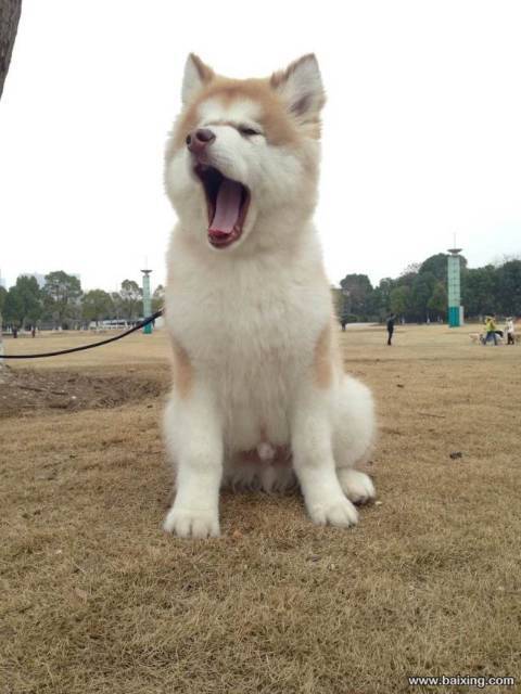 纯种十字脸阿拉斯加犬顶级熊版巨型阿拉斯加幼犬