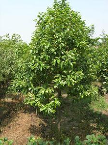 (图)常阔叶乔木