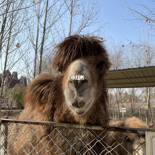 曲阜长鹿动物园自驾园区_动物园_自驾_曲阜长鹿动物园