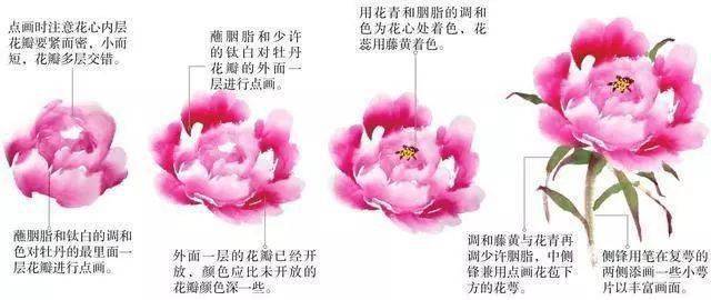 牡丹花头和花叶的三十种画法,让你学画事半功倍