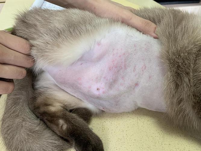 「讨论」猫咪湿疹有图慎点