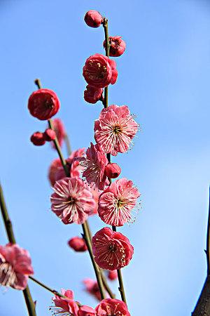 红梅花图片_全景网