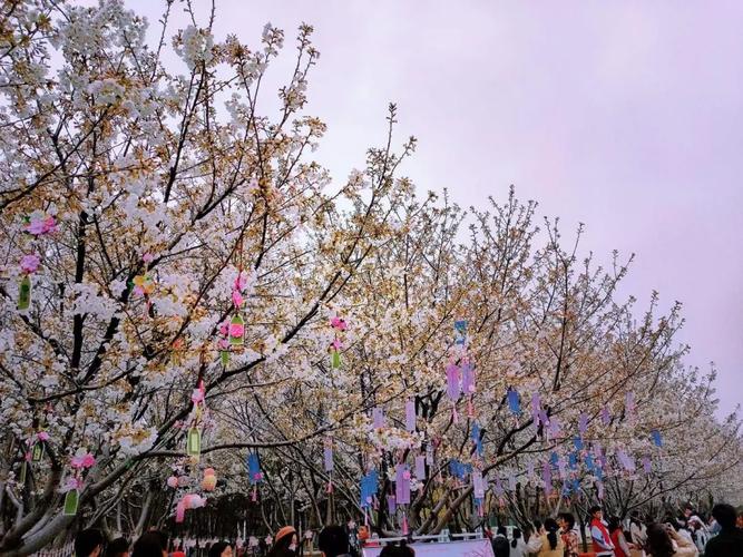 我院社团积极参与许昌学院第四届樱花文化节活动