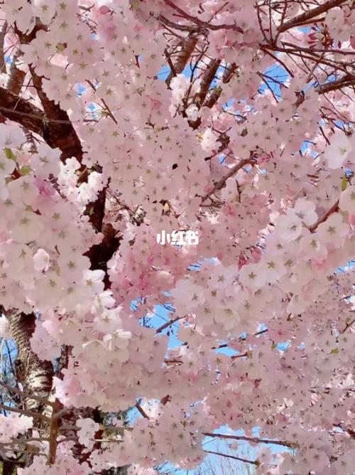 吉野樱花_樱花_樱花季_里士满怎么样_温哥华_出行