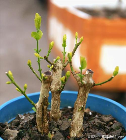 修剪茉莉花,抓2个重点时期,茉莉多发新枝,砰砰爆花香
