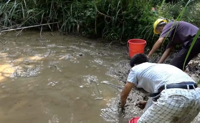 小伙去池塘放水抓鱼抓到一条上百块钱1斤的野货还是给放生了