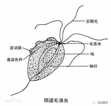 来源:检验星空 阴道毛滴虫 trichomonas vaginalis donne