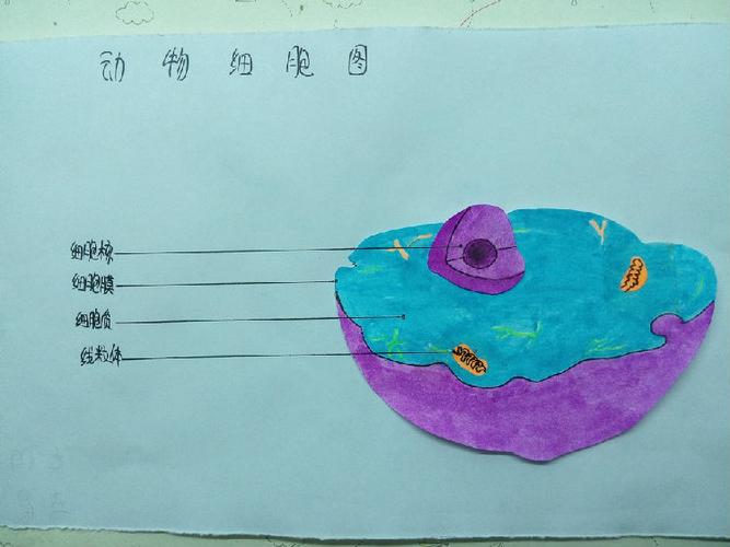 动物细胞图手绘