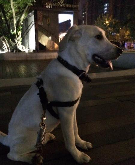 八个月大拉布拉多,身体健康,有点飞耳