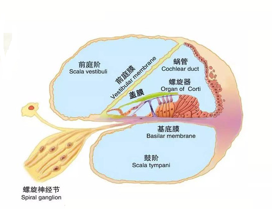 图2 耳蜗蜗管切面(图片来自网络)
