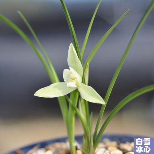 春兰阿里山素白白雪冰心墨兰吴字翠寒兰春丽浓香花卉