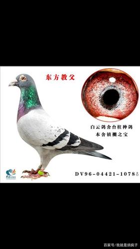 克拉克血统原始种鸽