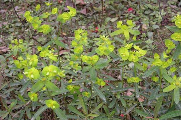 甘遂_甘遂图片_甘遂的功效与作用