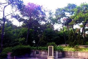 天河公园245棵松树患"绝症"将被砍伐