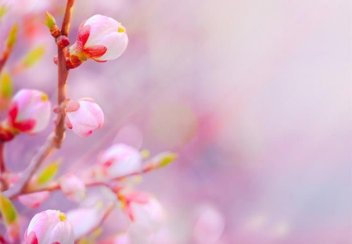 唯美漂亮的桃花壁纸_待到桃花烂漫时