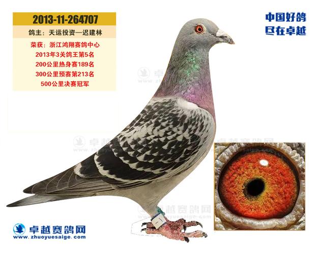 2013年部分公棚冠军鸽欣赏 单羽奖金超过10万