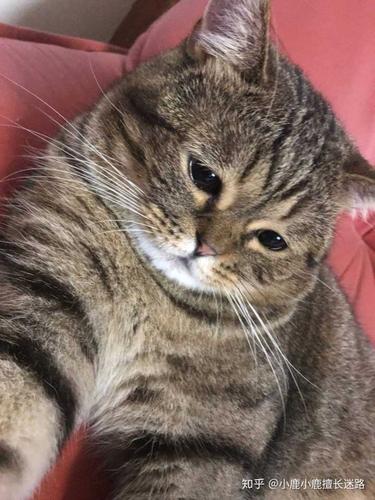 小猫咪圆脸是发腮,而且只有公猫才会发腮,一般是英短还有美短,而且也