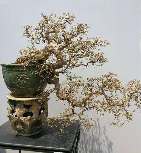 知晓盆景流派形成历程,一图懂风格,一眼分流派!