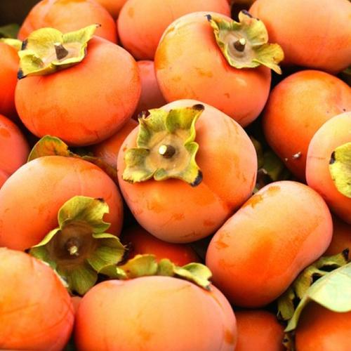 天狼柿子太秋甜柿苗阳丰甜柿脆柿子盆栽苗7升盆嫁接自然脱涩