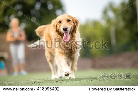 golden retriever dog walking outdoor
