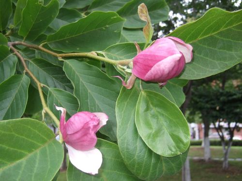 花卉园之六十七(二乔玉兰)