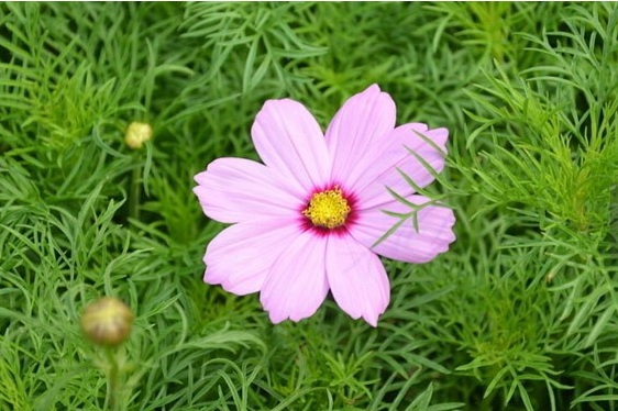 波斯菊种植时间及种植方法图解