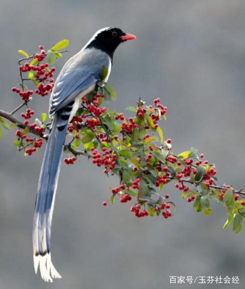 红嘴蓝鹊,为鸦科蓝鹊属的鸟类,尾巴长而可爱