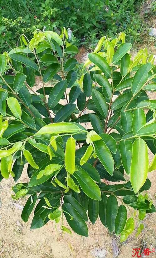 奇楠沉香苗有哪些品种