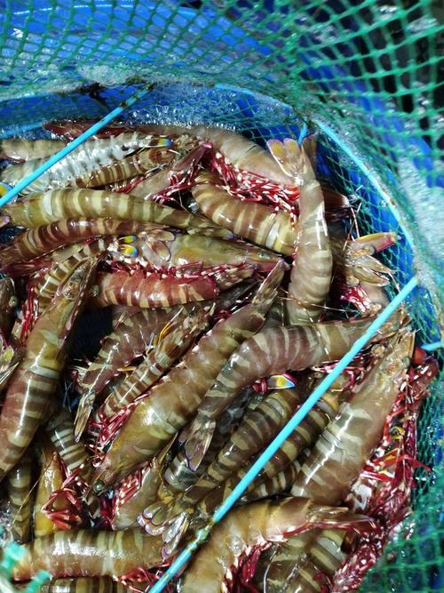 原创这4种大虾别再买了尤其第3种快看看过年别再买错了