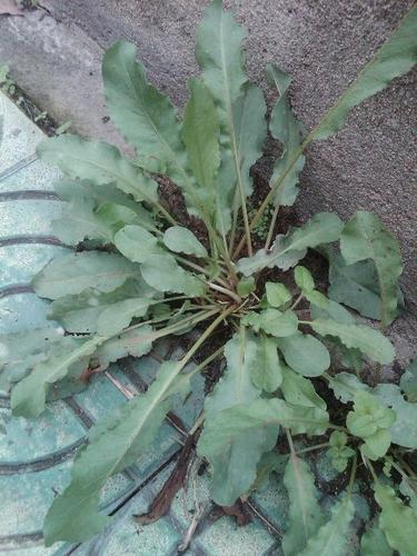  p>土大黄,别名红筋大黄,化雪莲,鲜大青,拉丁文名rumex madaio makin