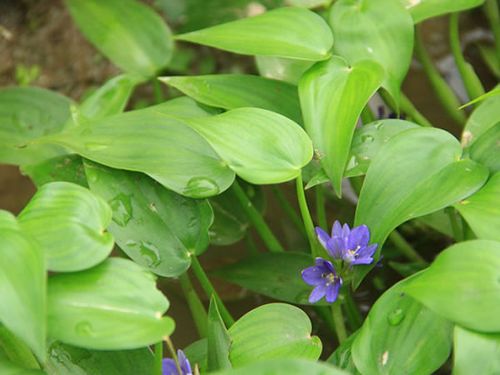鸭舌草 - 热门商品专区