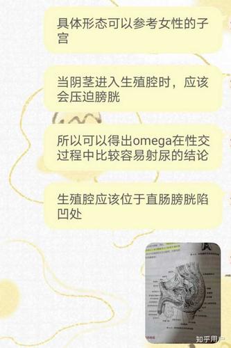 abo文里面omega的生殖腔大概在哪里.