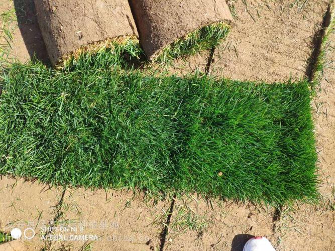 供应精品高羊茅草坪|草坪养护|草皮一平方米多少钱