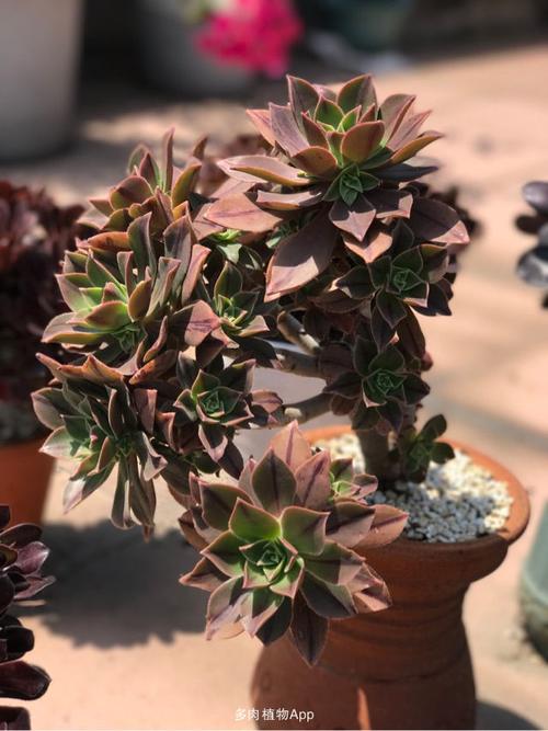 这是我的第一盆法师,是最常见的黑法师,上图为春天的状态图.