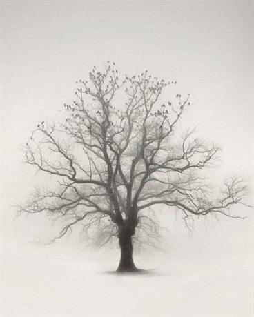 心灵深处有颗树